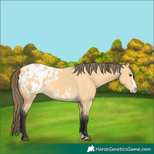 Horse Color:Buckskin Splash Appaloosa