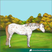 Horse Color:Red Roan Splash Appaloosa 