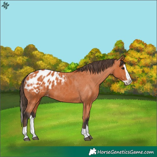 Horse Color:Bay Splash Appaloosa 