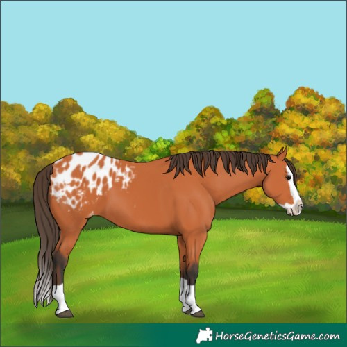 Horse Color:Bay Splash Appaloosa 