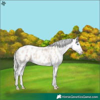 Horse Color:Cremello Splash Blanket 
