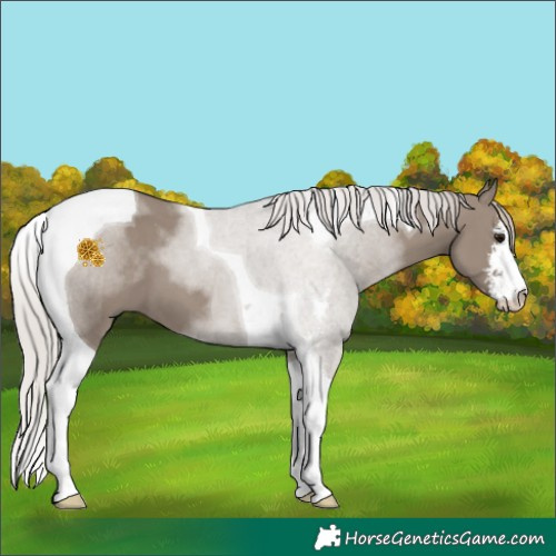 Horse Color:Silver Grullo Sabino Tobiano 