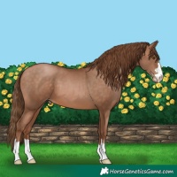 Horse Color:Brown Pearl