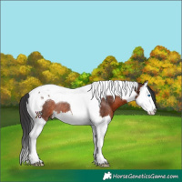 Horse Color:Brown Splash Tobiano Rabicano