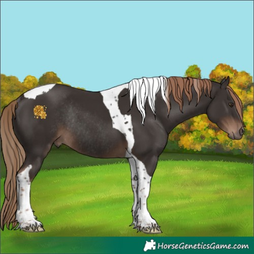 Horse Color:Liver Chestnut Tobiano Rabicano 