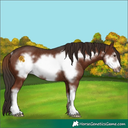 Horse Color:Liver Chestnut Sabino Frame Rabicano 