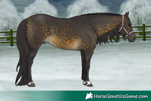 Horse Color:Buckskin 