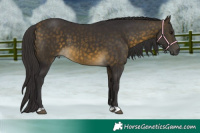 Horse Color:Buckskin 