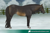 Horse Color:Buckskin 