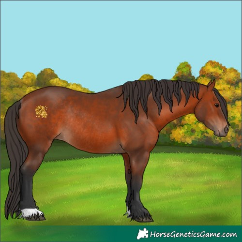 Horse Color:Bay Rabicano 