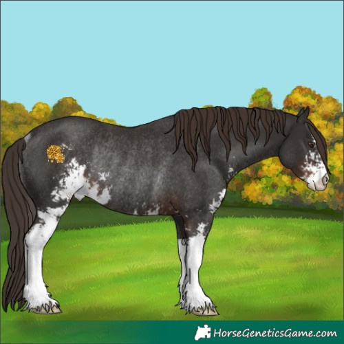 Horse Color:Liver Chestnut Sabino Rabicano 