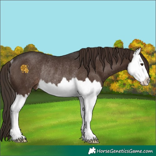 Horse Color:Liver Chestnut Splash Rabicano 