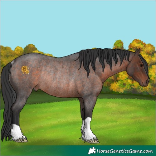 Horse Color:Brown Roan Rabicano 