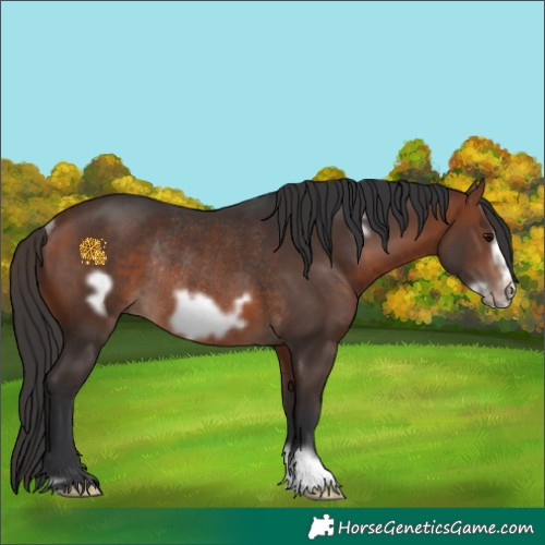 Horse Color:Bay Frame Rabicano 