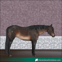 Horse Color:Brown Rabicano 