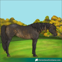 Horse Color:Buckskin 