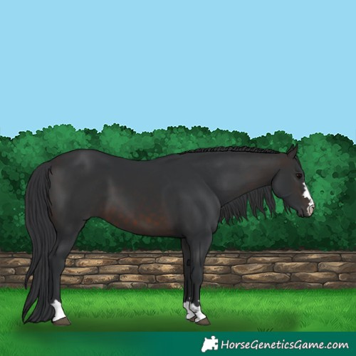 Horse Color:Brown 