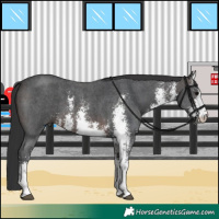 Horse Color:White Spotted Brown Sabino 