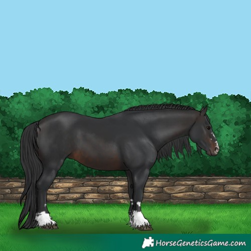 Horse Color:Brown 