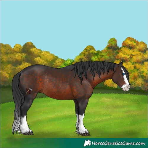 Horse Color:Brown Splash Rabicano 