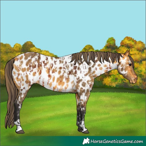 Horse Color:Bay Appaloosa and Buckskin Appaloosa