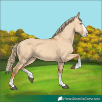 Horse Color:Red Dun Splash 