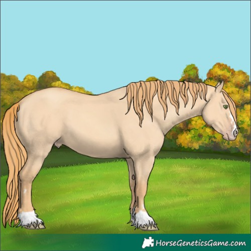 Horse Color:Gold Champagne Dun 
