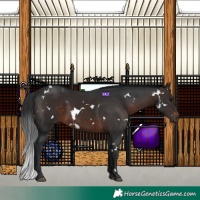 Horse Color:White Spotted Brown 