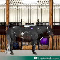 Horse Color:White Spotted Brown