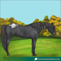 Horse Color:Unknown 