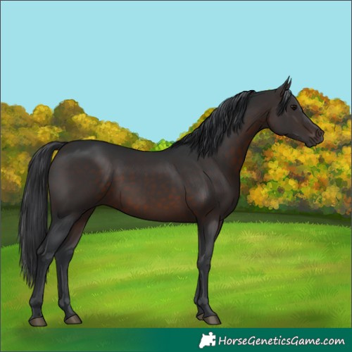 Horse Color:Brown 