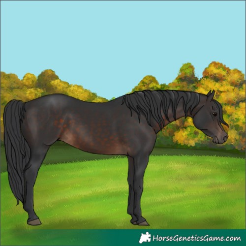 Horse Color:Brown 