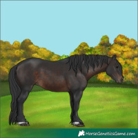 Horse Color:Brown 