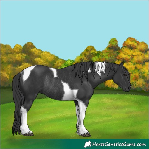 Horse Color:Black Tobiano Rabicano 