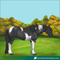 Horse Color:Black Tobiano Rabicano 