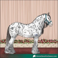Horse Color:Brown Sabino Splash Appaloosa  and Brown Sabino Splash Appaloosa 