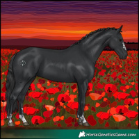 Horse Color:Black  and Black 