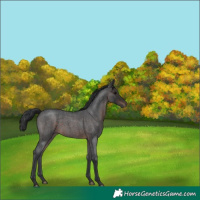 Horse Color:Brown Roan 