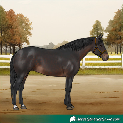 Horse Color:Brown 