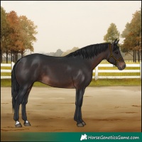 Horse Color:Brown 
