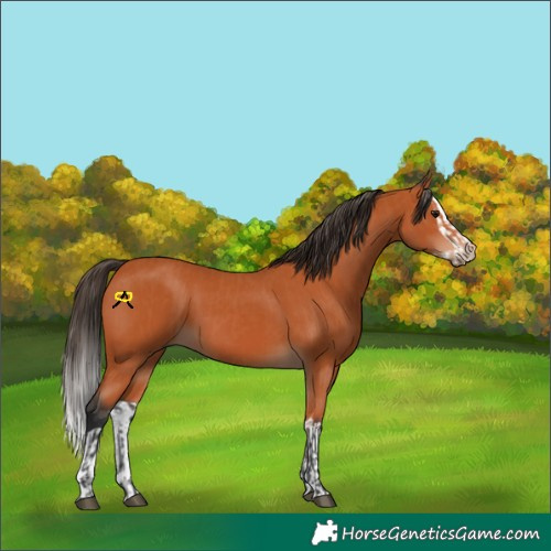 Horse Color:Bay  and Bay Splash 