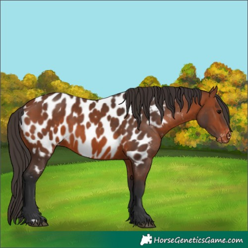 Horse Color:Bay Appaloosa 