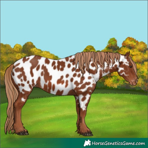 Horse Color:Chestnut Appaloosa 