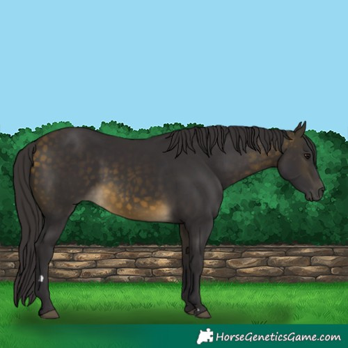 Horse Color:Buckskin 