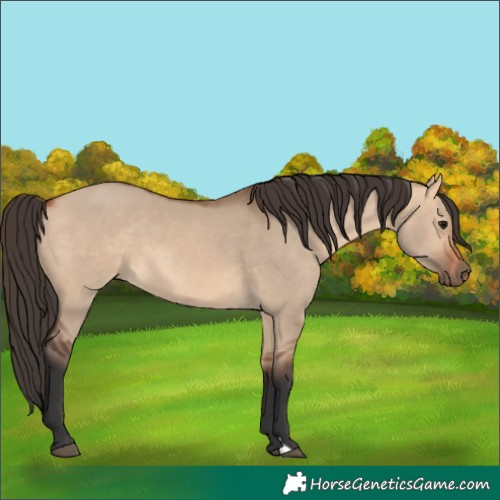 Horse Color:Bay Dun