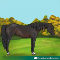 Horse Color:Brown 
