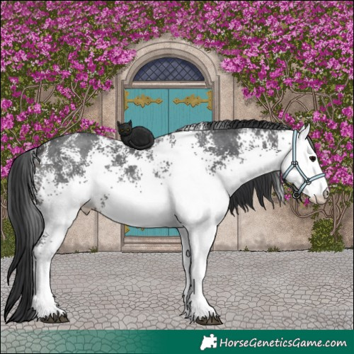 Horse Color:White Spotted Brown
