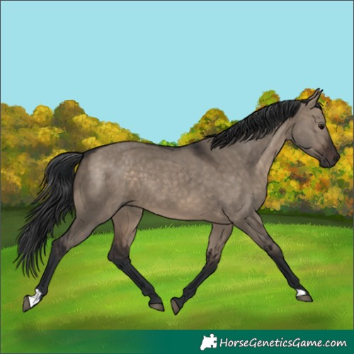 Horse Color:Brown Dun 