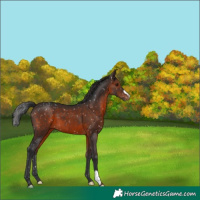 Horse Color:Brown Appaloosa 