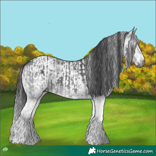 Horse Color:Gray White Spotted Black and Gray White Spotted Black